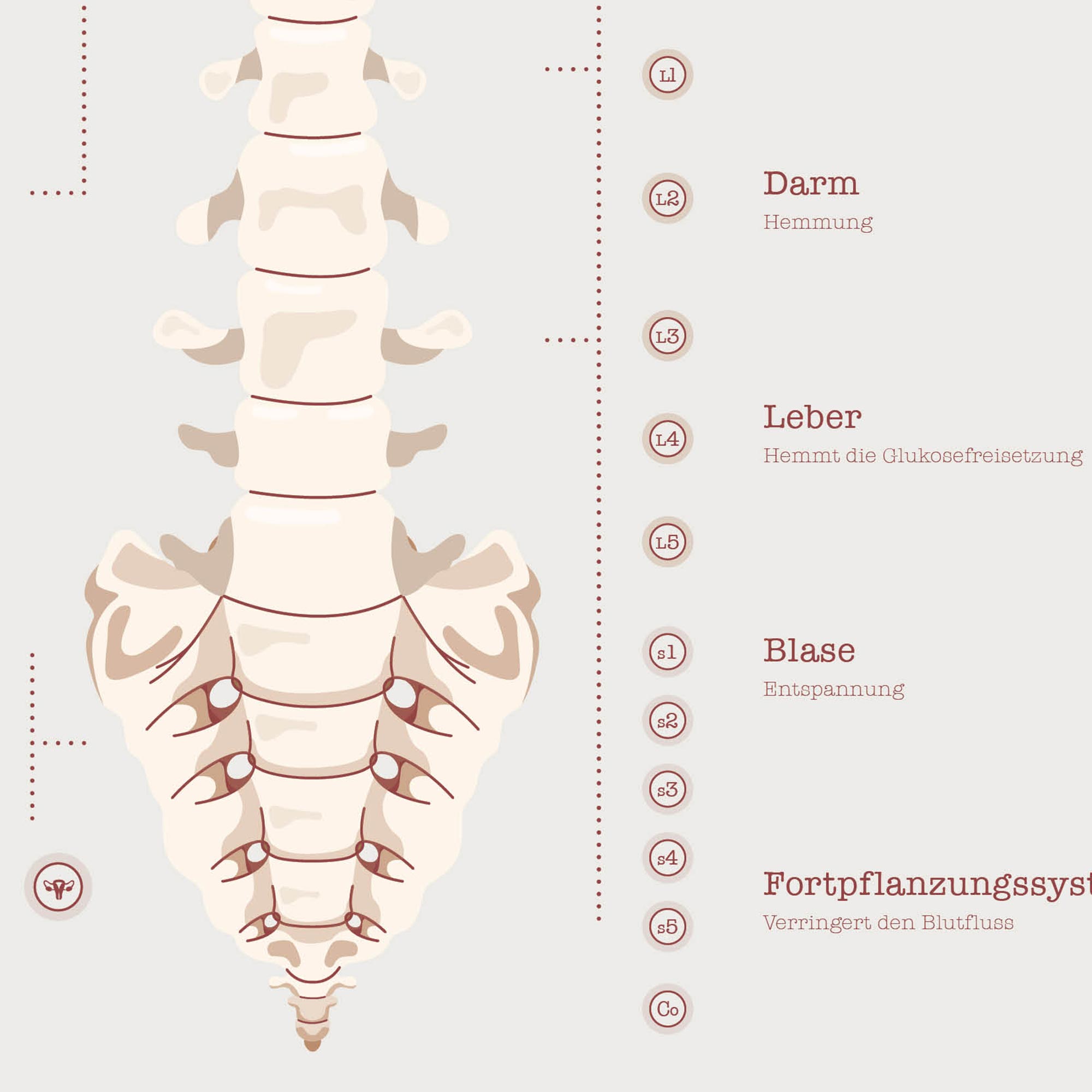 Das Autonome Nervensystem