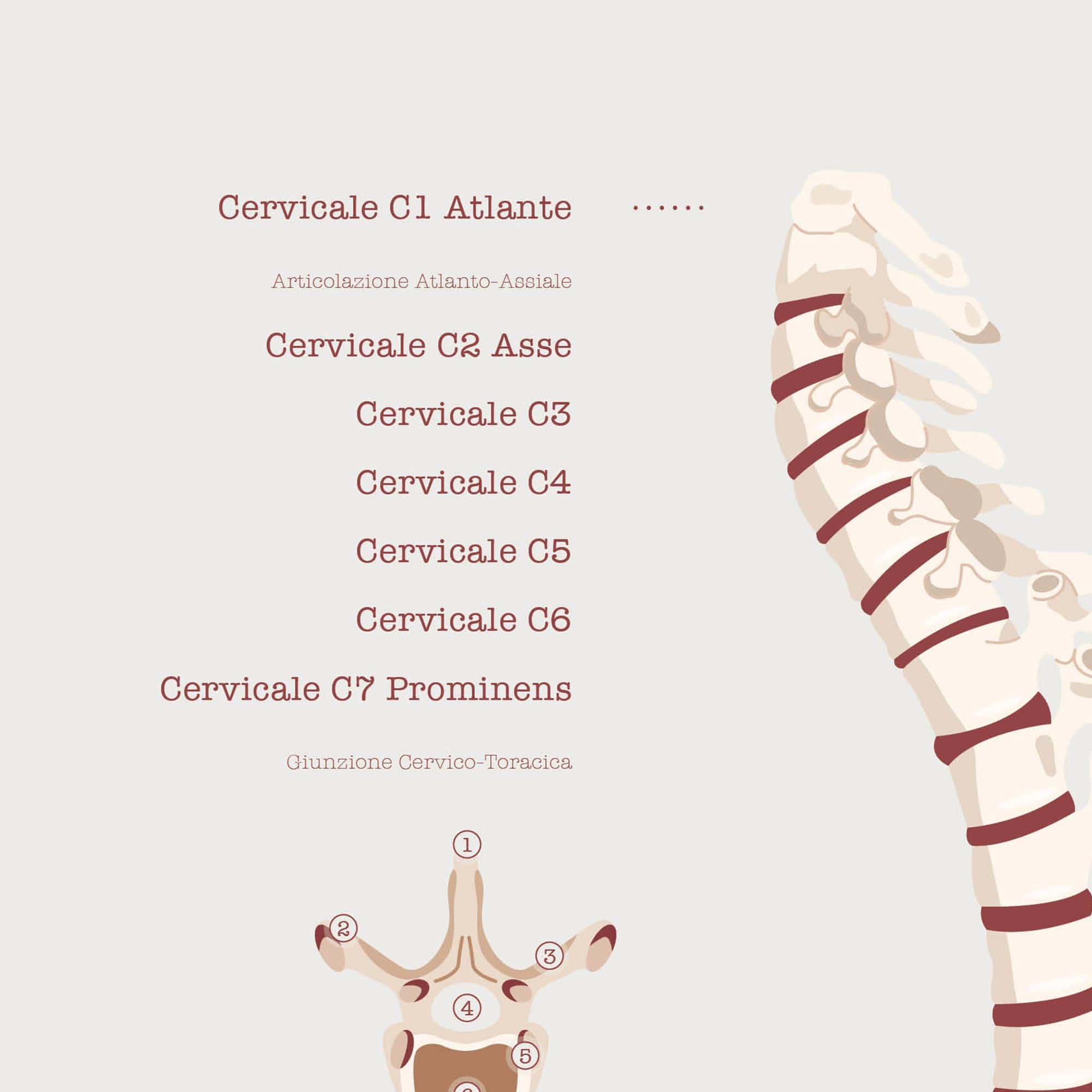 La Colonna Vertebrale