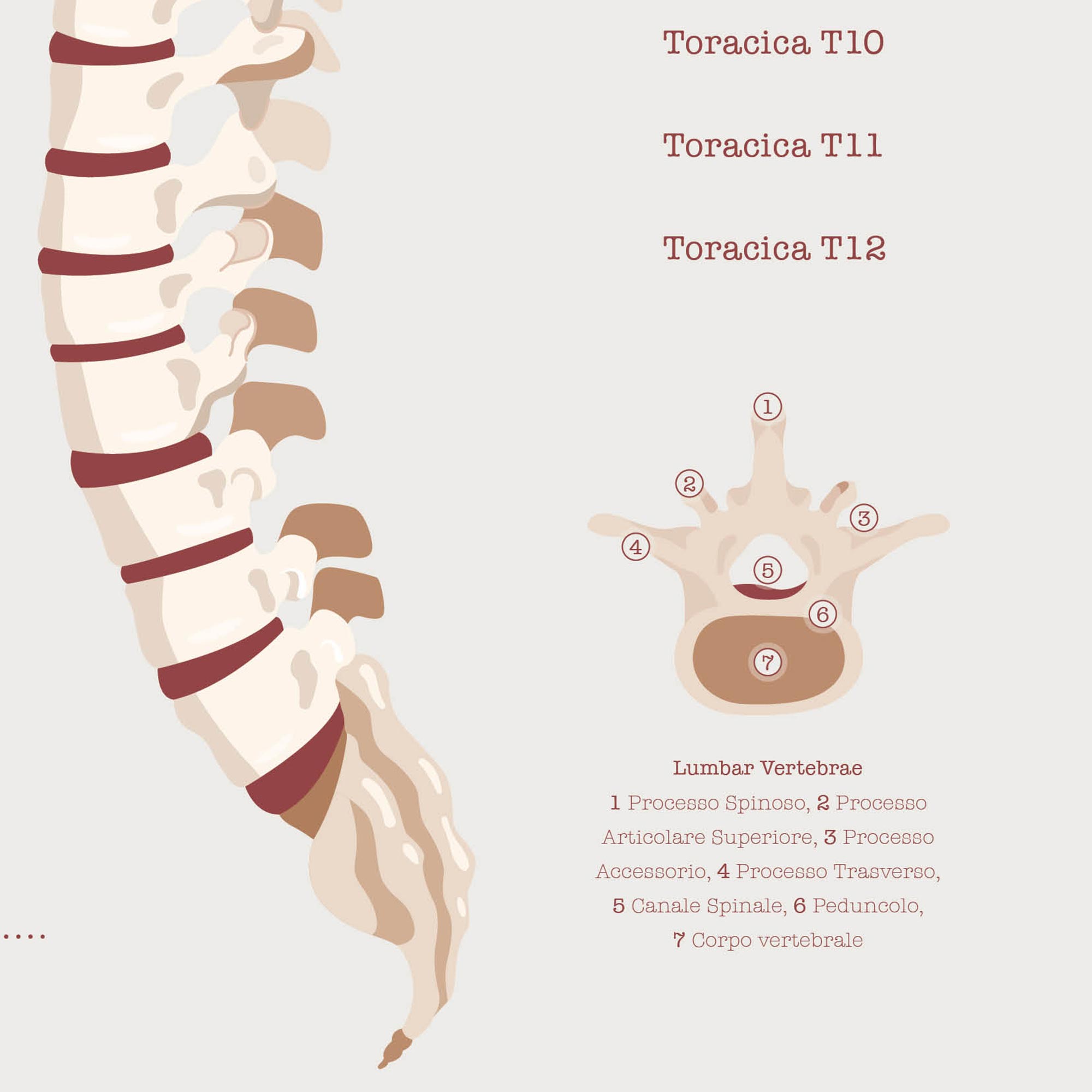 La Colonna Vertebrale
