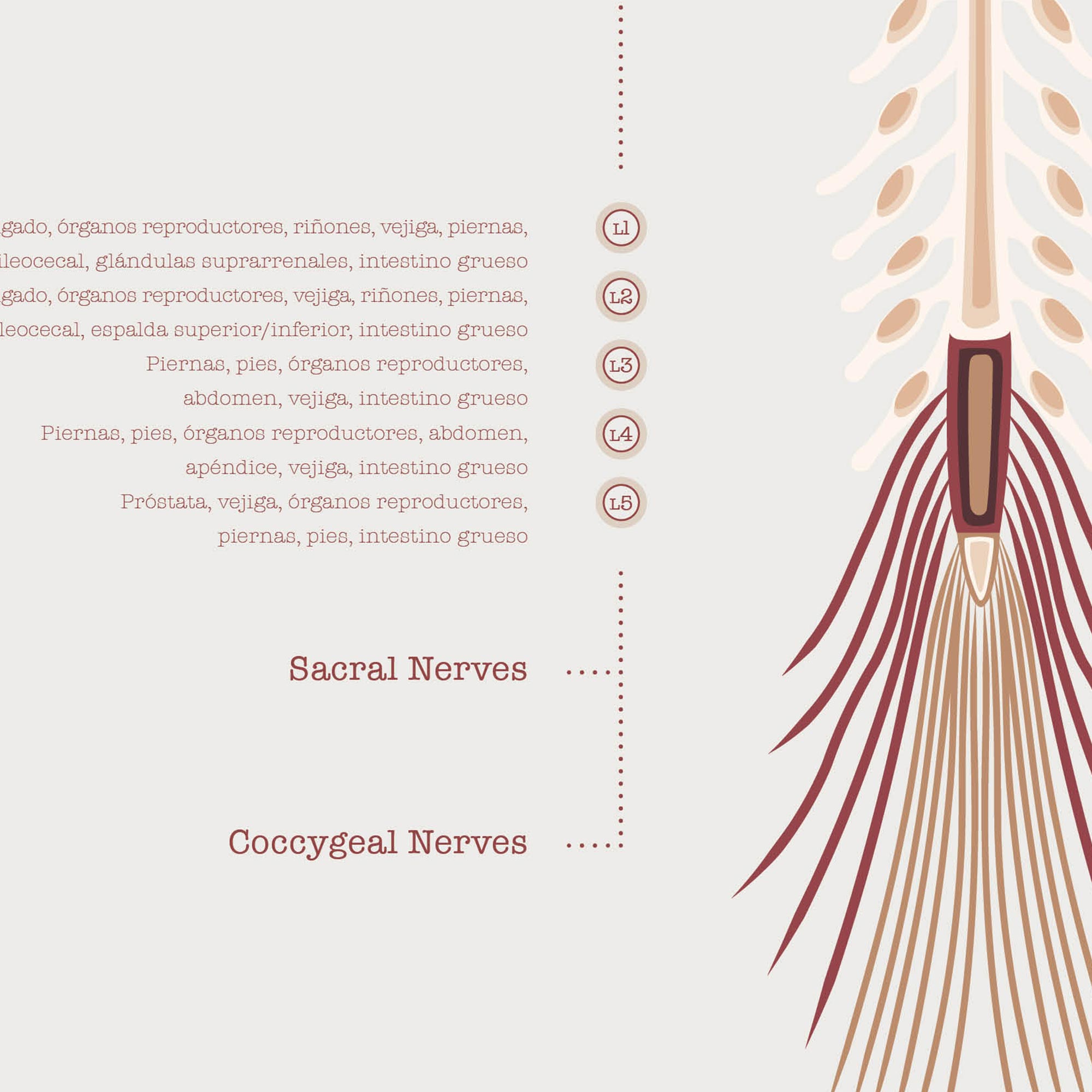 Los Nervios Espinales