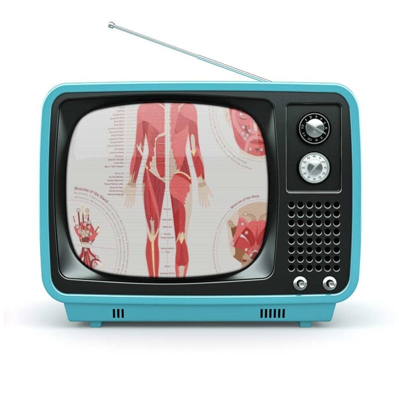 The Muscular System Chart