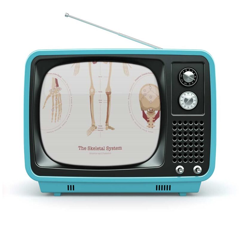 The Skeletal System Chart