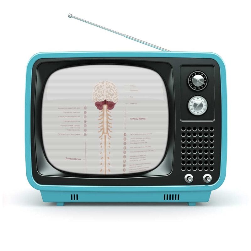 The Spinal Nerves Chart