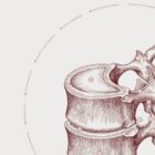 The Thoracic Vertebrae anatomy chart for clinics
