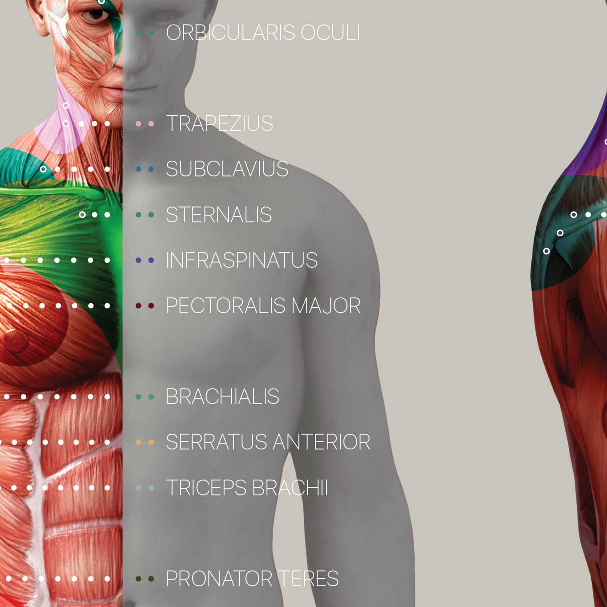 Myofascial Trigger Points Chart