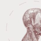 The Neck Muscles anatomy chart for clinics
