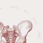 The Male Pelvis Vintage Artwork