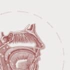 The Oral Cavity anatomy chart for clinics