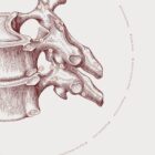 The Thoracic Vertebrae anatomy chart for clinics