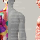 Myofascial Trigger Points Chart