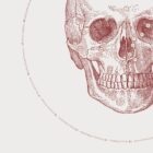 The Anterior Cranial Bones Vintage Artwork