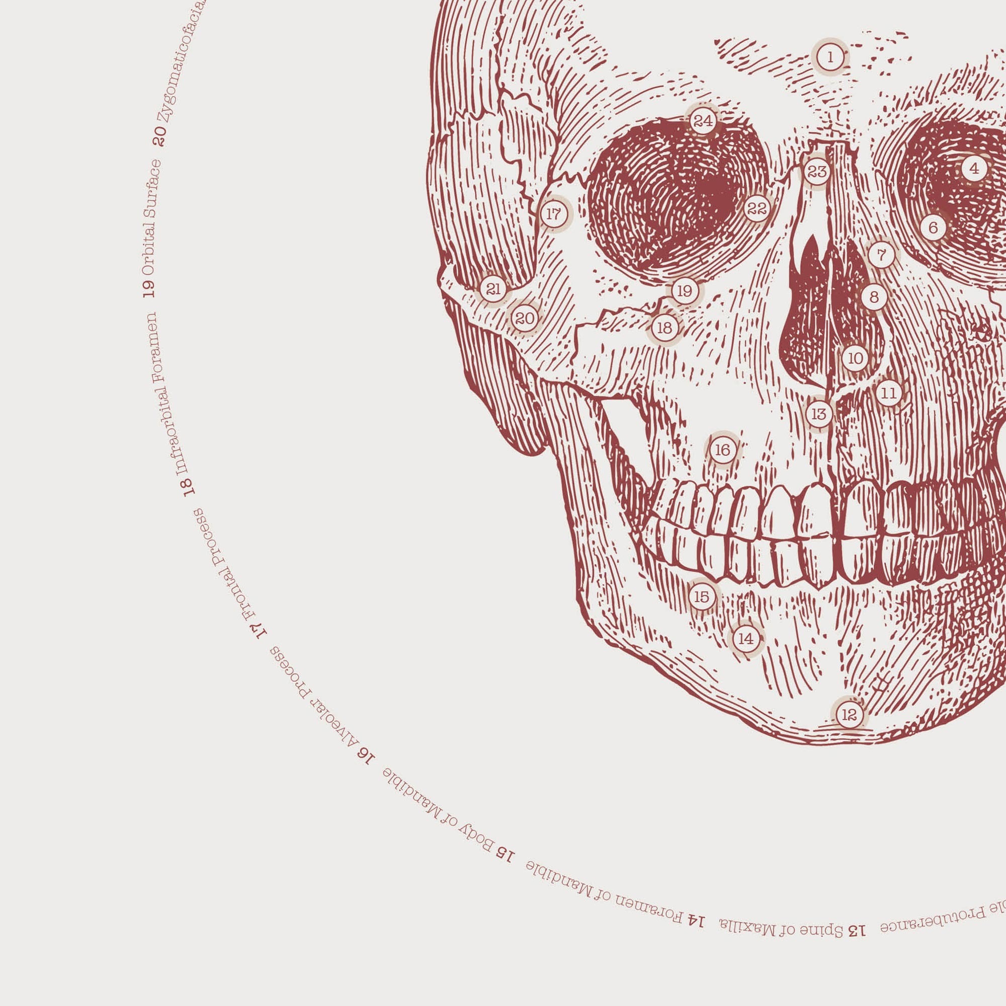 The Anterior Cranial Bones Vintage Artwork