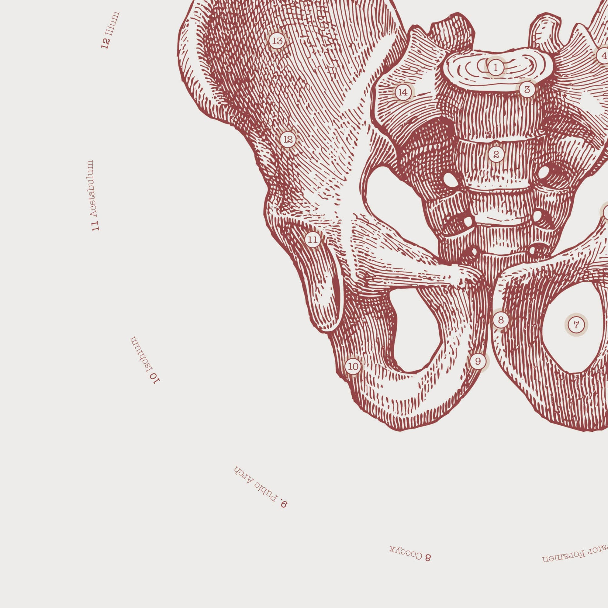 The Male Pelvis Vintage Artwork