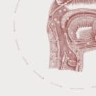 The Oral Cavity anatomy chart for clinics