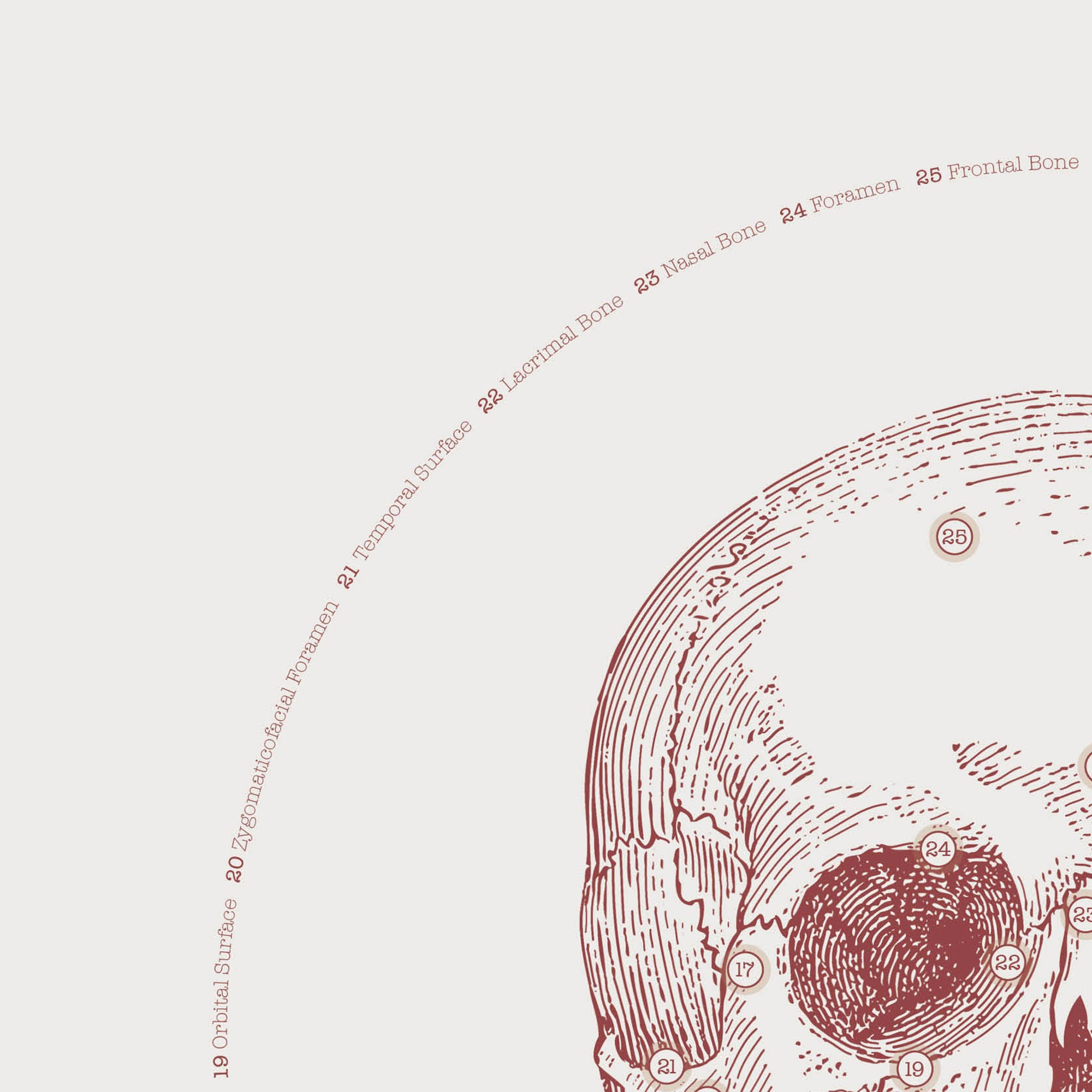 The Anterior Cranial Bones Vintage Artwork