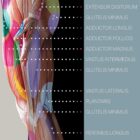 Myofascial Trigger Points Chart