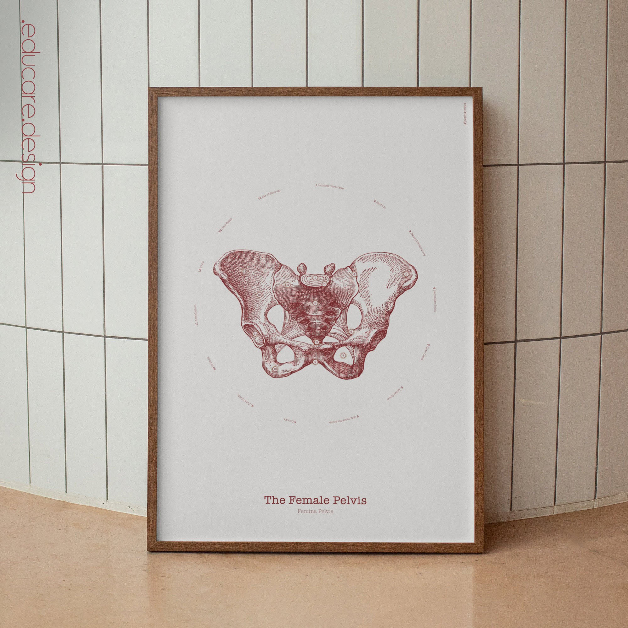 The Female Pelvis Vintage Anatomy Artwork