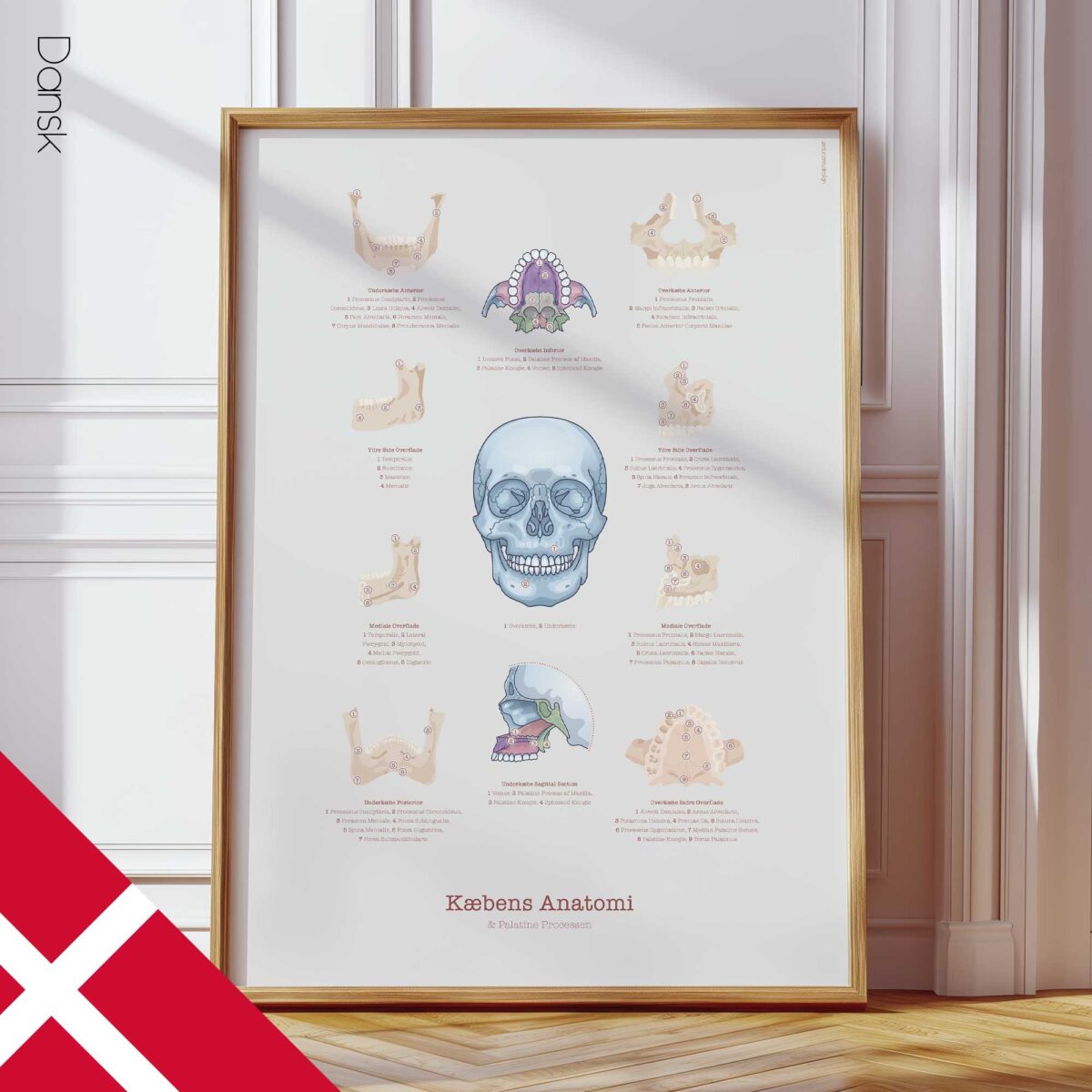 Anatomie de la Mâchoire