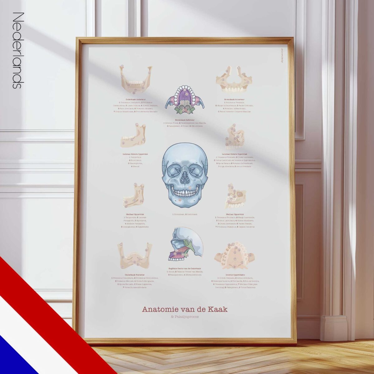 Anatomie de la Mâchoire