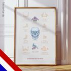 Jaw Anatomy & Palatine Process