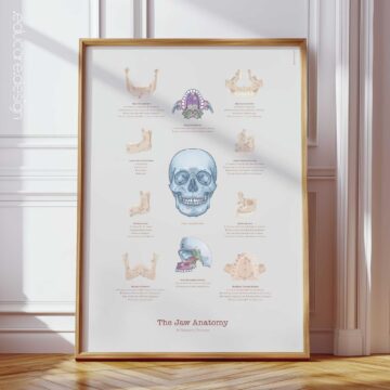 Anatomia della Mandibola