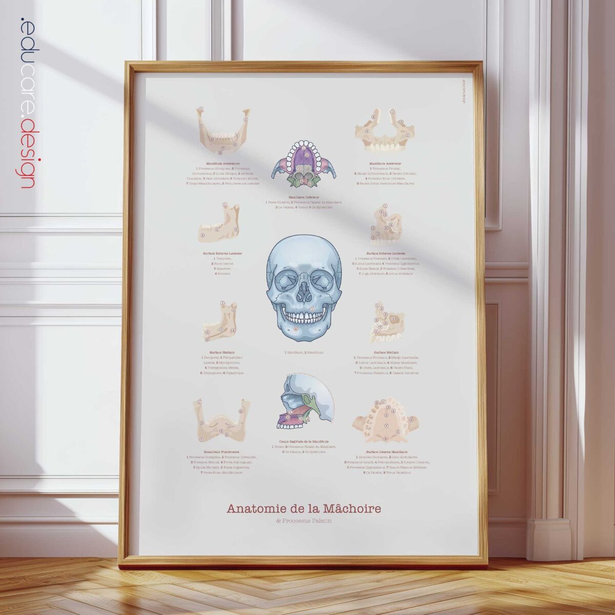 Anatomie de la Mâchoire