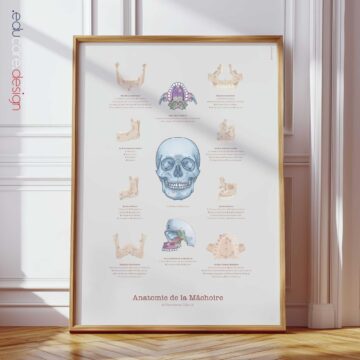 Anatomie de la Mâchoire