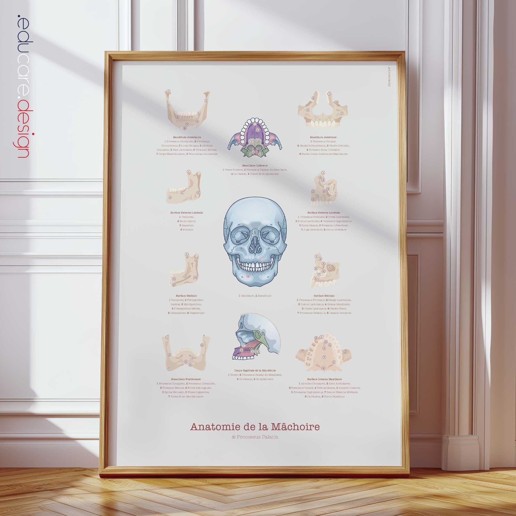 Anatomie de la Mâchoire