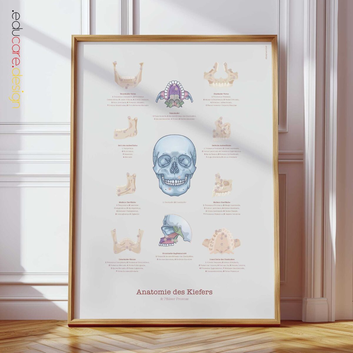 Anatomie des Kiefers