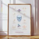 Anatomie des Kiefers