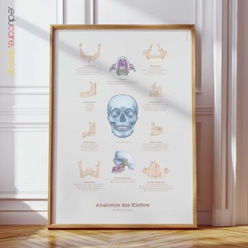Anatomie des Kiefers