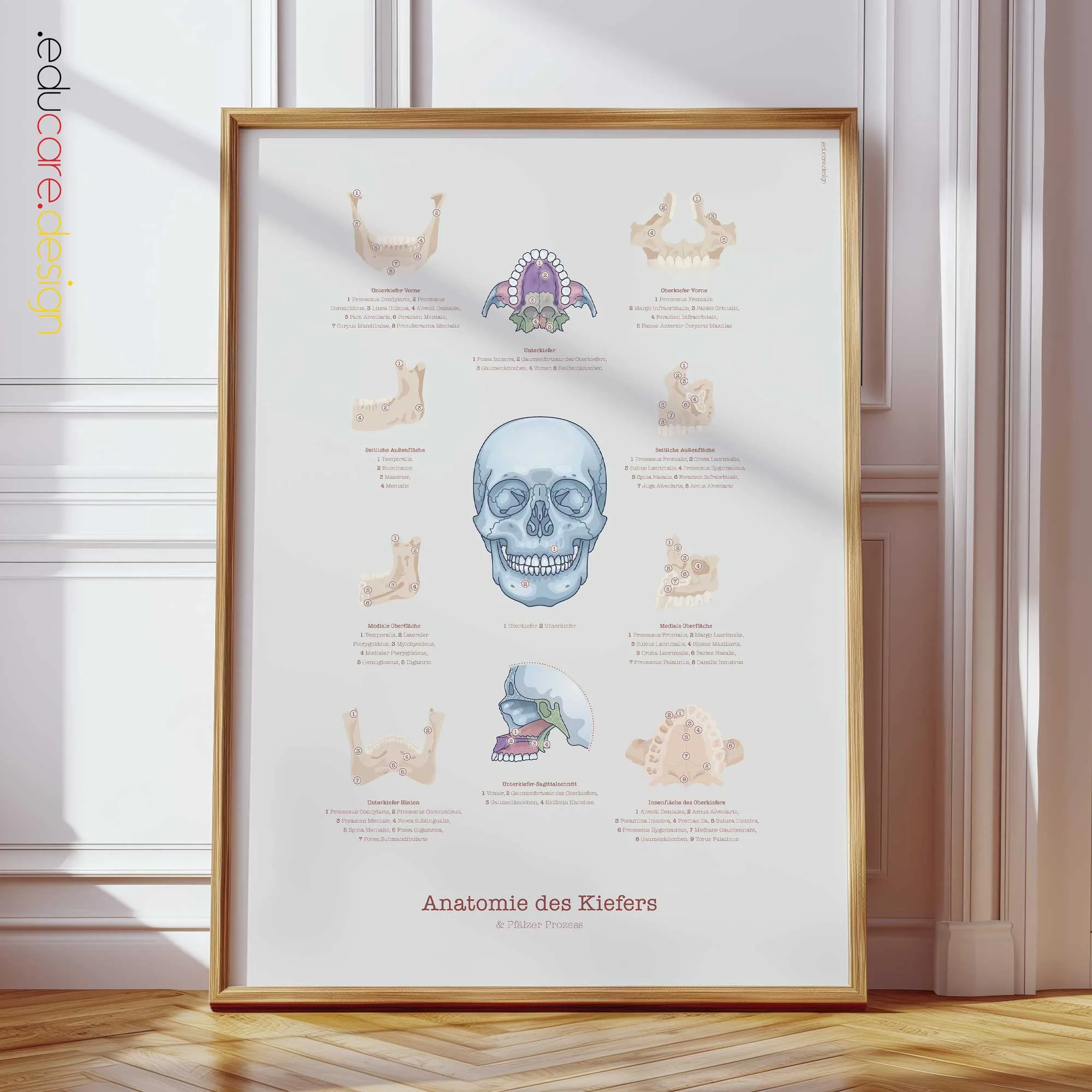 Anatomie des Kiefers und des Gaumenfortsatzes Anatomie-Chart für Praxen und Kliniken Anatomie des Kiefers und des Gaumenfortsatzes Anatomie-Chart für Praxen und Kliniken