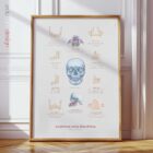 Anatomia della Mandibola