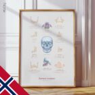 Jaw Anatomy & Palatine Process