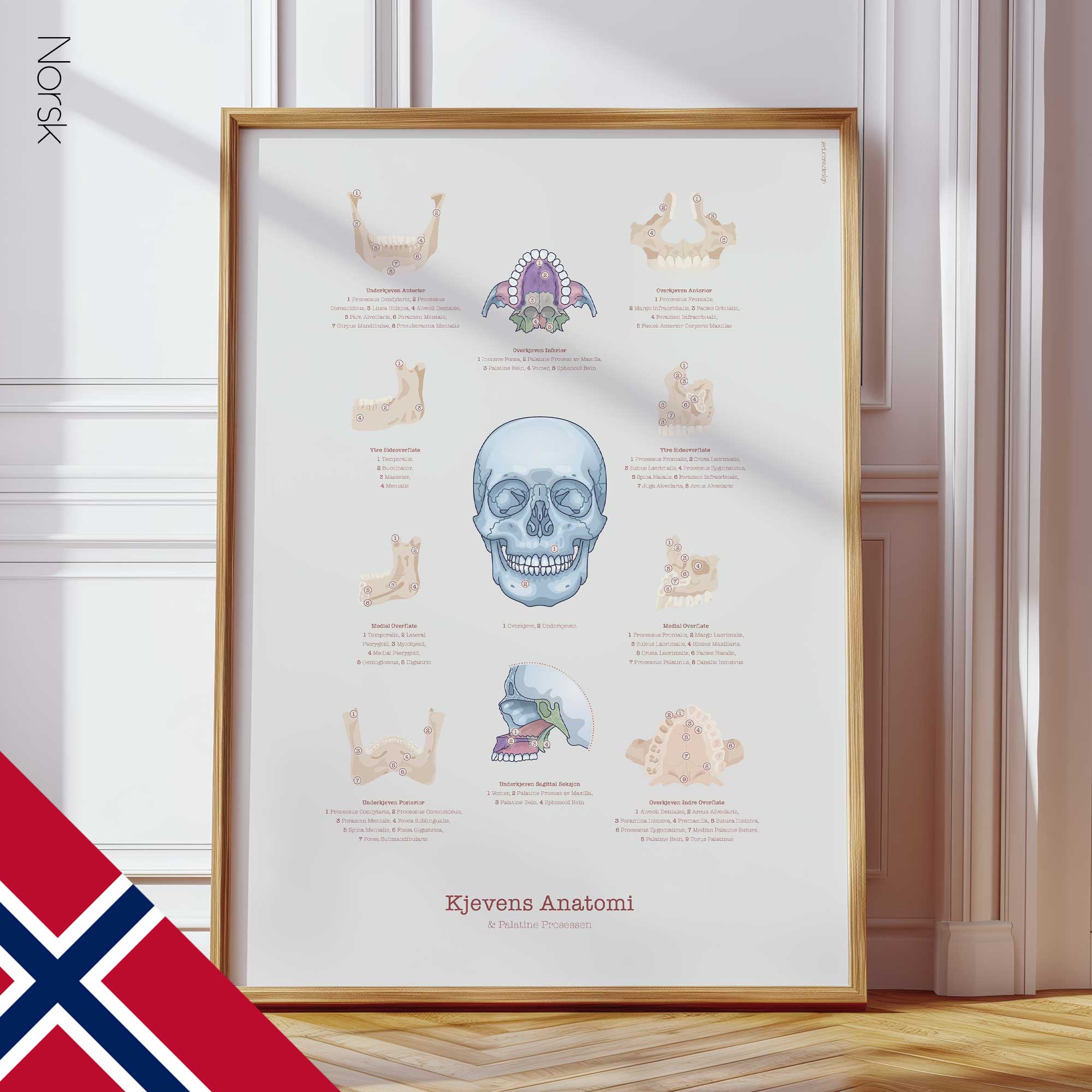 Jaw Anatomy & Palatine Process