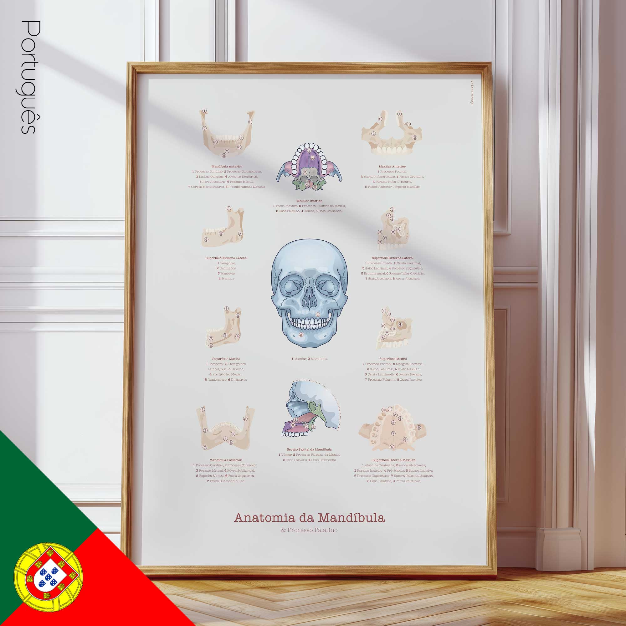 Jaw Anatomy & Palatine Process