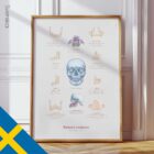 Jaw Anatomy & Palatine Process