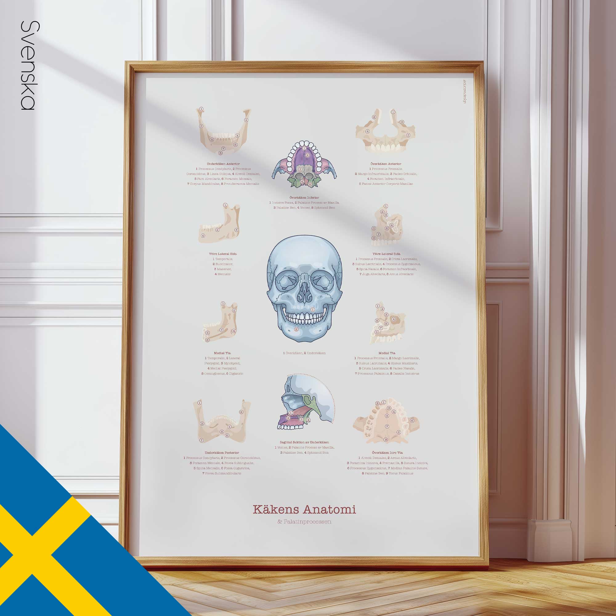 Jaw Anatomy & Palatine Process