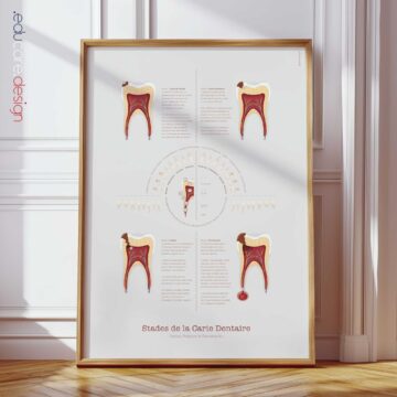 L’Anatomie d’une Dent planche anatomique pour cabinets et cliniques
