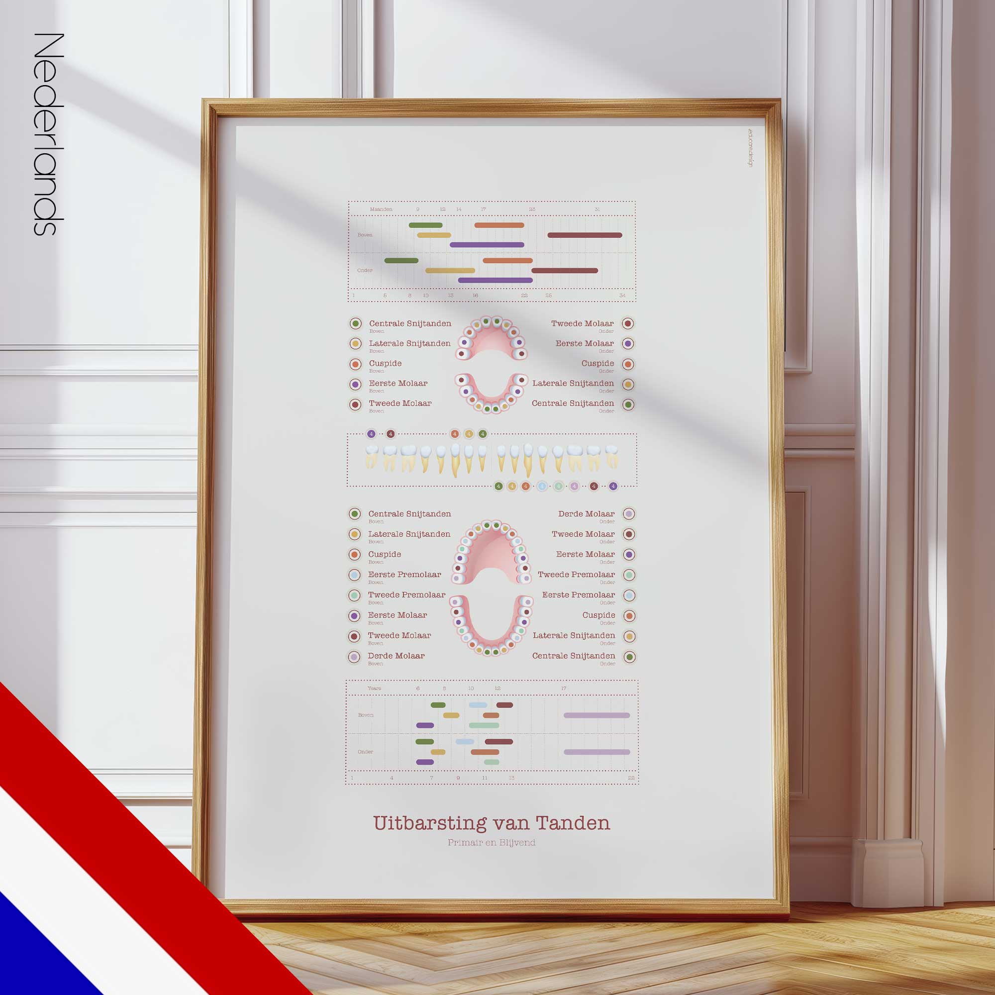 Teeth Eruption Chart
