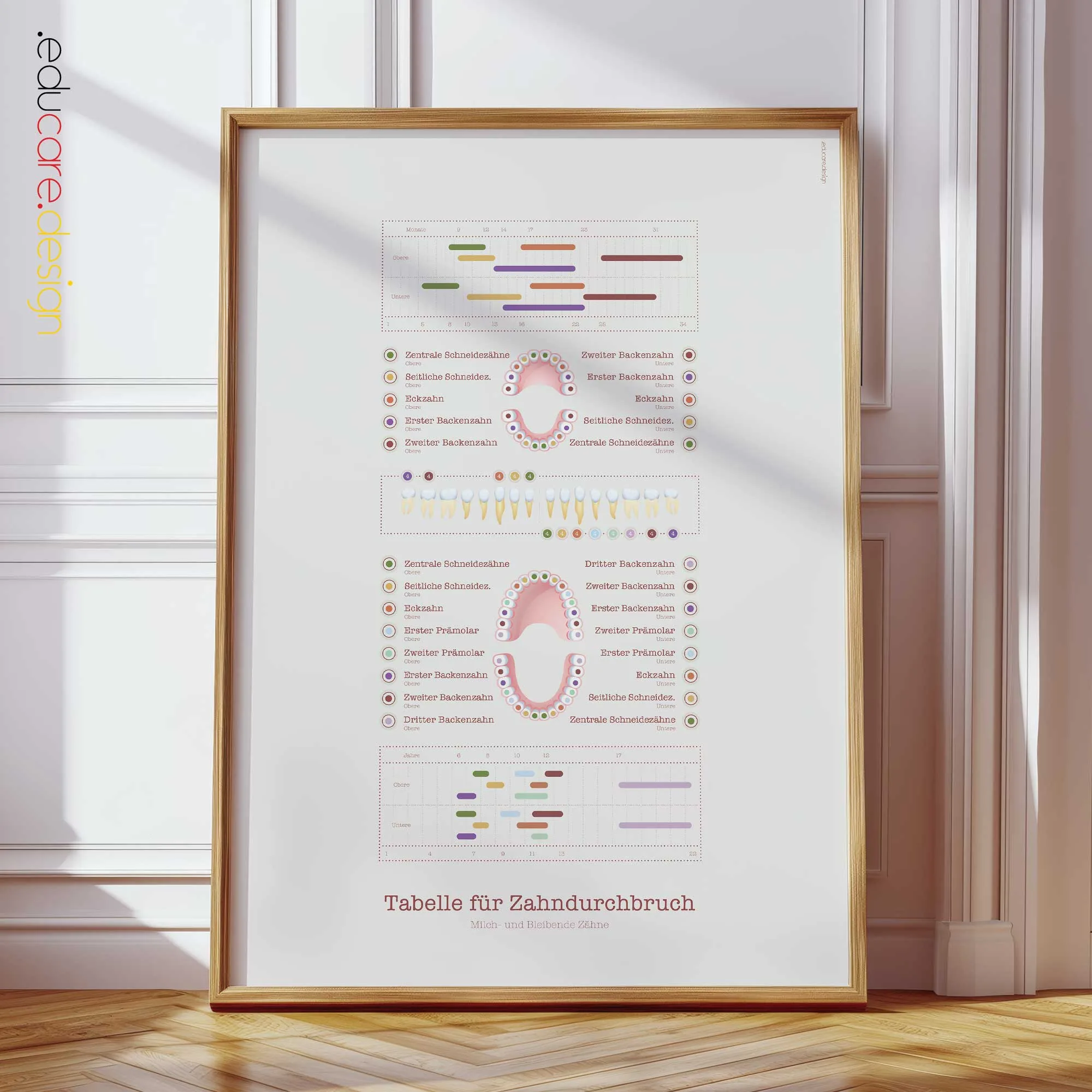 Zahndurchbruch Anatomie-Chart für Praxen und Kliniken