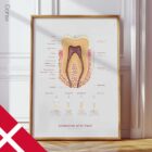 The Anatomy of a Tooth – educare.design Anatomia di un Dente