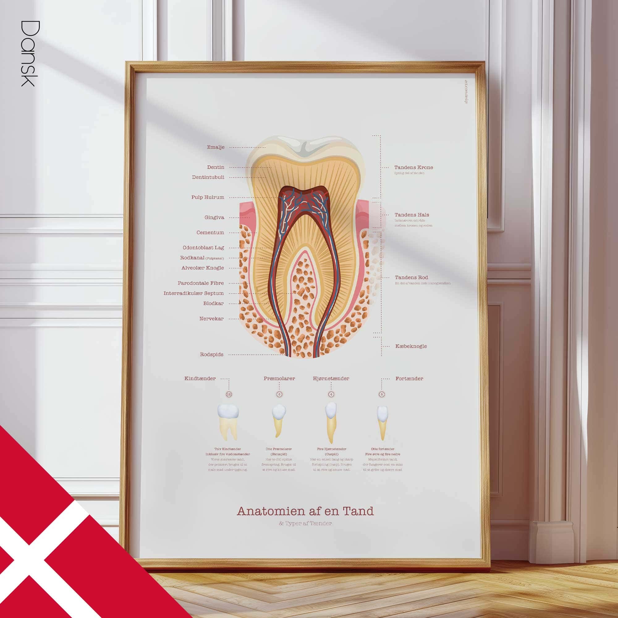 Anatomia di un Dente