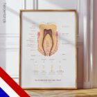The Anatomy of a Tooth – educare.design Anatomia di un Dente