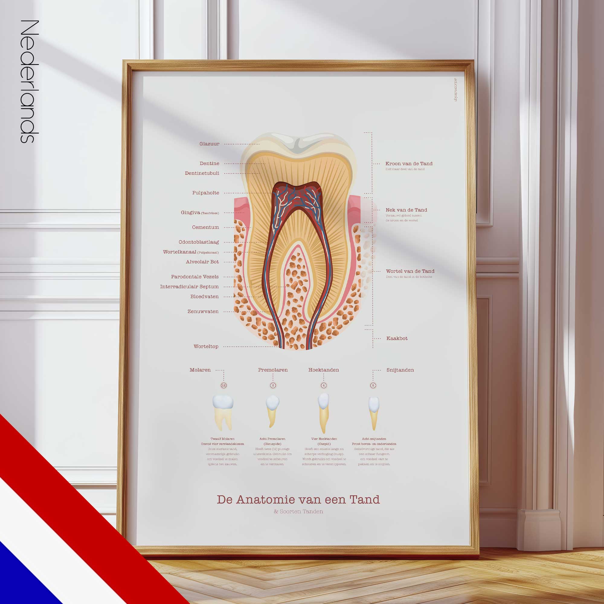 Anatomia di un Dente