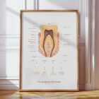 The Anatomy of a Tooth – educare.design Anatomia di un Dente