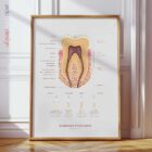 The Anatomy of a Tooth – educare.design Anatomie d'une Dent