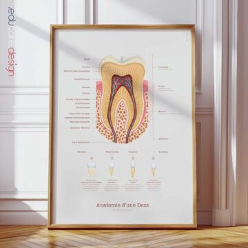 Anatomie d'une Dent