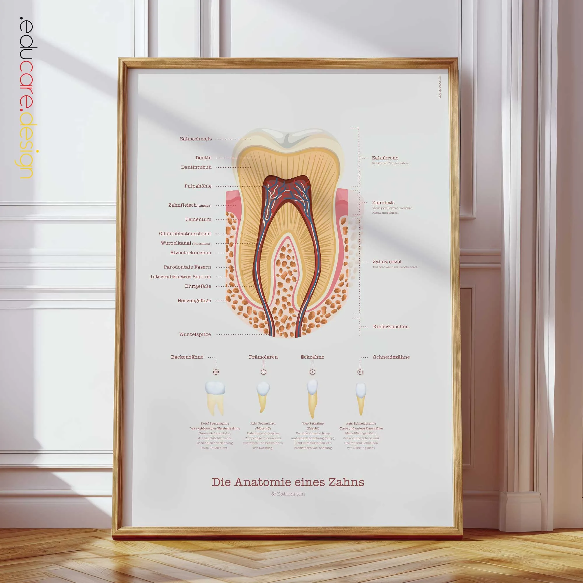 Die Anatomie eines Zahnes Anatomie-Chart für Praxen und Kliniken