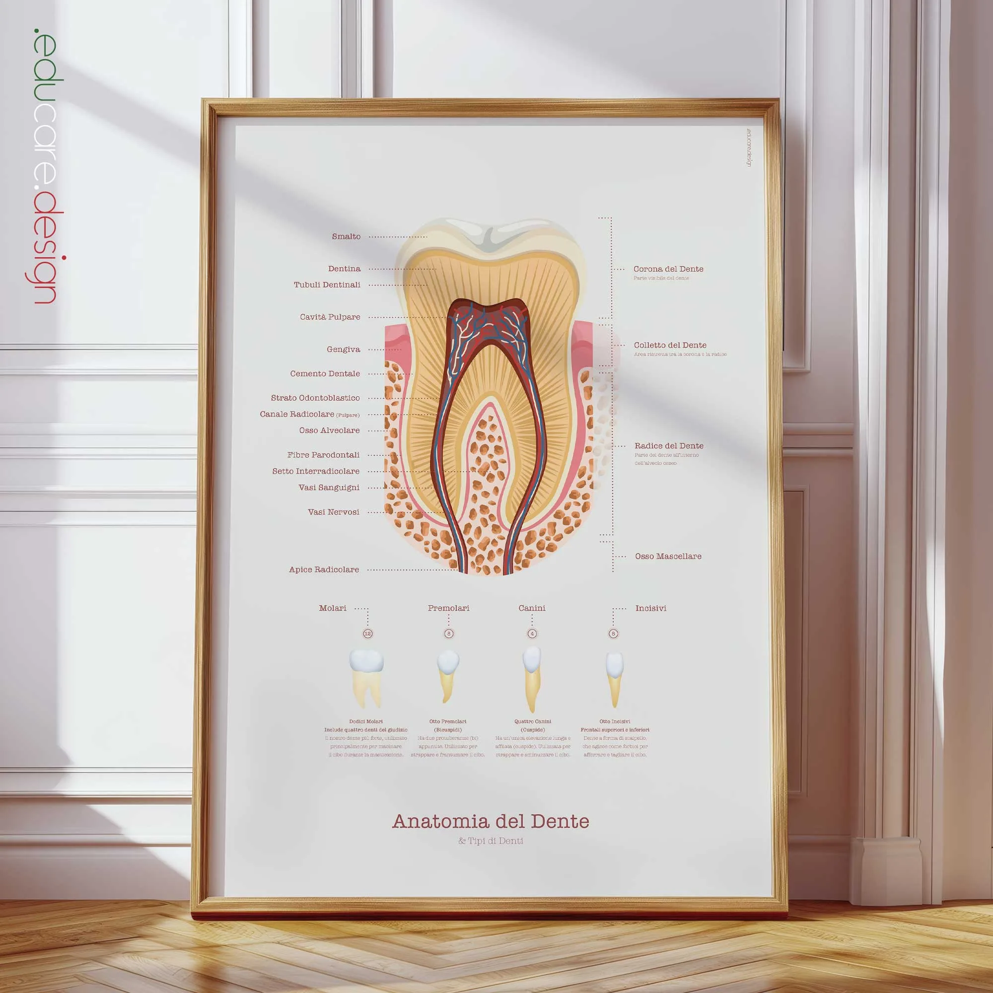 L’Anatomia di un Dente tavola anatomica per studi e cliniche